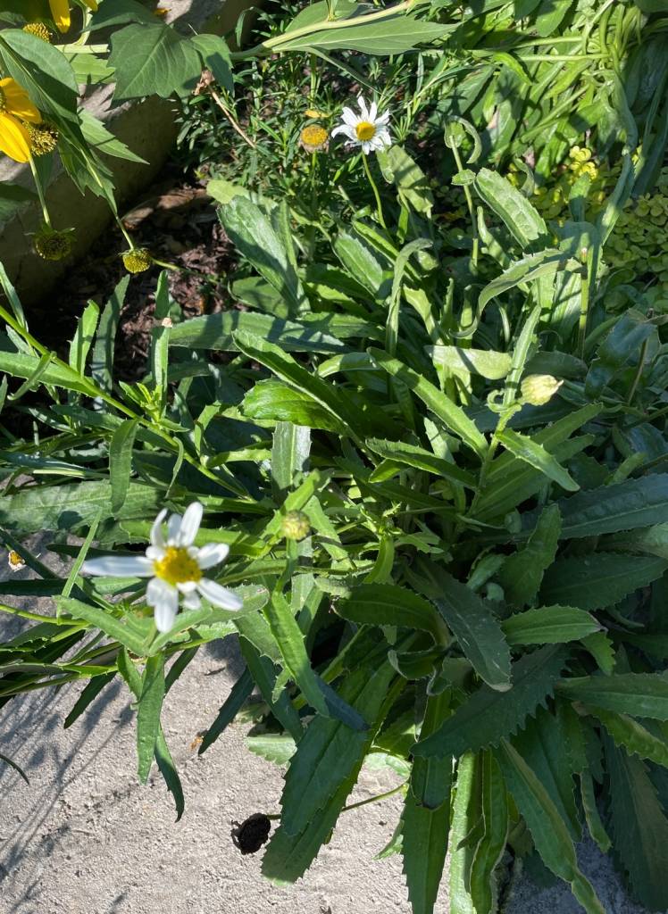 Plant name: Shasta Daisy Leucanthemum x superbum 